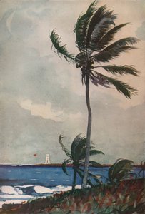 Palmen, Nassau, 1898, 1932