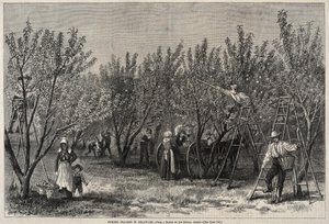 Pfirsiche pflücken in Delaware von Winslow Homer