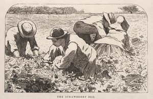 Das Erdbeerbeet von Winslow Homer