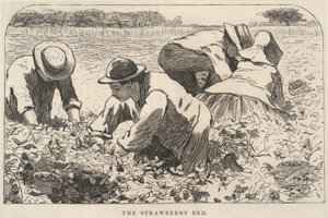 Das Erdbeerbett, aus Our Young Folks, Juli 1868 von Winslow Homer