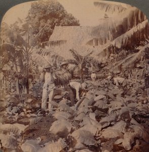 Tabak schneiden - Eine typische Plantage - Provinz Havanna, Kuba, 1899