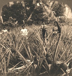 Ananasplantage, Mayaguez, Puerto Rico, 1899 von Works and Sun Sculpture Studios