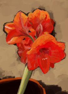 Leuchtende Amaryllisblüte