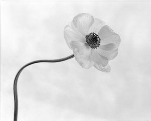 Anmutige Anemonenblume von Xavi Heredia