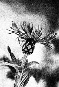 Zarte Blumenzeichnung