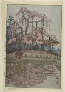 Yozakura im Regen