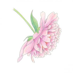 Zarte Rosa Pfingstrose von Yvonne Gustafsson