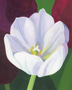 Elegante Weiße Tulpe