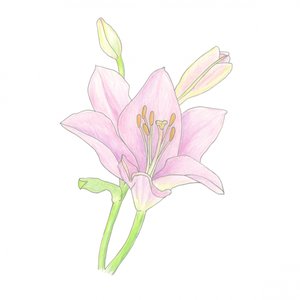 Rosa Lilienblüte von Yvonne Gustafsson