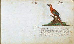 Papagei
