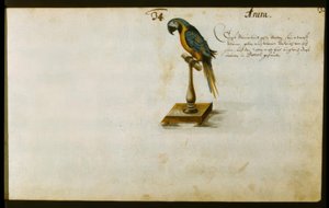 Papagei von Zacharias Wagner
