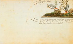 Zacharias Wagner, Papageien
