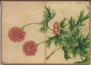 Schreibtischalbum: Blumen- und Vogelmalereien (Pfingstrose)