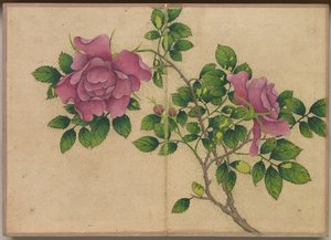 Schreibtischalbum: Blumen- und Vogelmalereien (Rose) von Zhang Ruoai