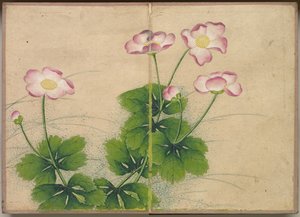 Schreibtischalbum: Blumen- und Vogelmalereien (Malvenblüten)