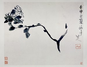 Chrysantheme