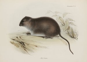Busch- oder Braunfußratte, Australien, ca. 1832-1836