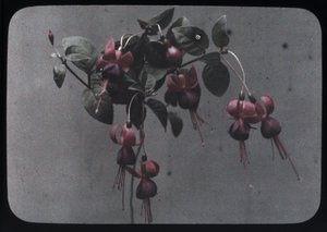 Fuchsia von Frederick (attr. to) Barnard