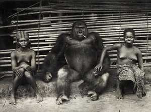 Gorilla (Gelatinesilberdruck)