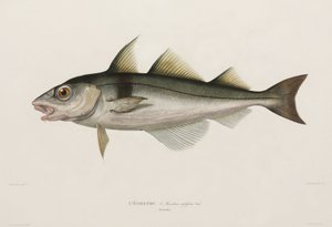 Schellfisch, Island, frühes 19. Jahrhundert