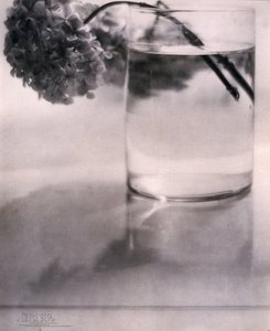 Hortensie