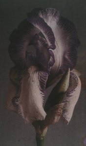 Iris germanique (Deutsche Schwertlilie)