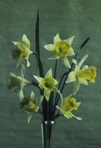 Jonquilles (Narzisse - Golden Spur)