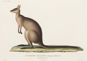 Känguru, New South Wales, Australien