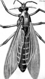 Mikroskopie von Frederick (attr. to) Barnard