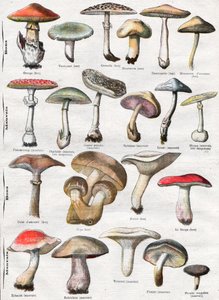 Pilze von . .