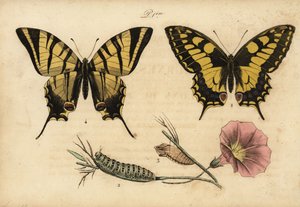 Schwalbenschwanz, Papillo machaon 1,2,3 und Segelfalter, Iphiclides podalirius 4 von John Pardon