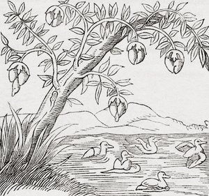 Der Vogelbaum