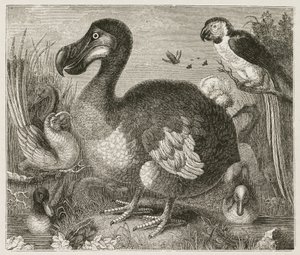 Der Dodo von Ferdinand Georg Waldmuller