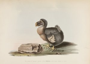 Der Dodo von John Pardon