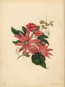Die traubenförmige Passionsblume, Passiflora racemosa, Religiöser Aberglaube