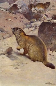 Alpenmurmeltier von after Wilhelm Kuhnert