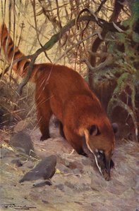 Roter Nasenbär von after Wilhelm Kuhnert