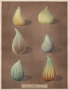 Pomona Britannica: Nr. 74 - Feigen