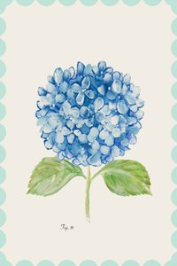 Blaue Hortensien-Illustration