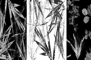 Monochrome botanische Studie von cartissi