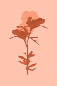 Warme botanische Blüte von cartissi