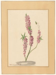 Roter Pfefferbaum auf einem Grund von familie Van der Vinne (attributed to)
