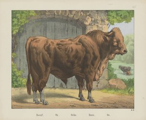 Ochse von firma Joseph Scholz
