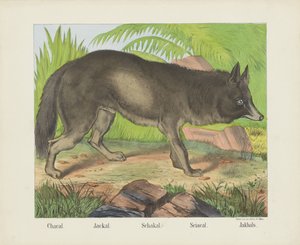Schakal