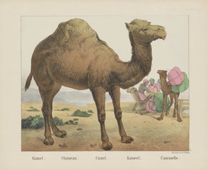 Kamel