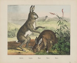 Hase von firma Joseph Scholz