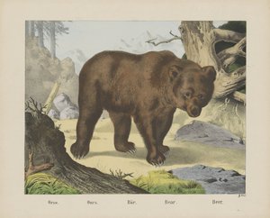Orso