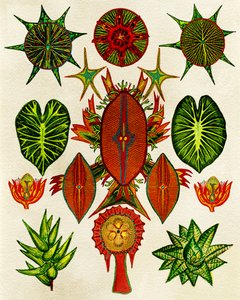 Komplexe Naturillustration von giovanna nicolo