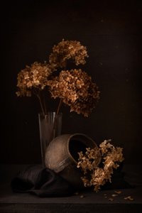 Dunkles Hortensien-Stillleben