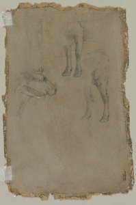 Studien eines Stiers (verso)